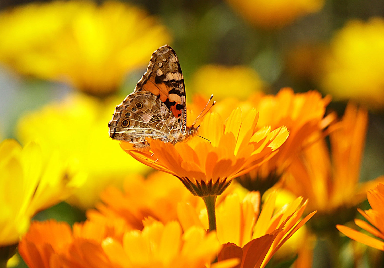 Natuurlijke supplementen op basis van neurowetenschap en klinisch onderzoek