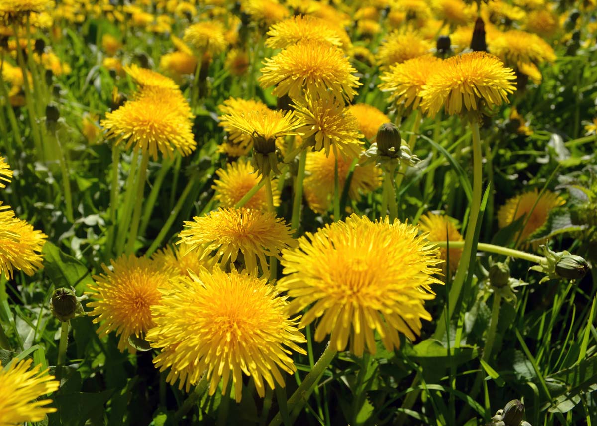 Bitterstoffen: Natuurlijke helpers voor spijsvertering en stofwisseling